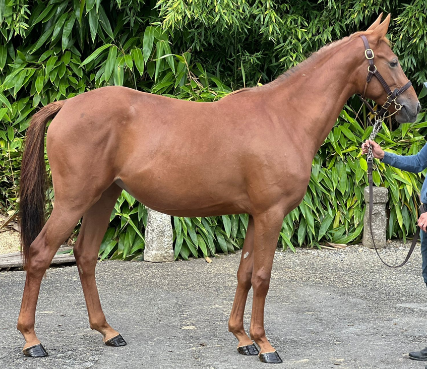 OLYMPIA de Tesè